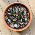 Evelyn Sharma Instagram - This is what my weekend looked like… worked on a few succulent arrangements. 😍👩🏻‍🌾 Did you know succulents grow also grow from their leaves?! Have you tried it? Here’s my little experiment! 🍃 Let’s see if it works! 🤓📝