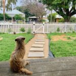 Evelyn Sharma Instagram - Every day at 5:30 pm sharp she sits here waiting for daddy to come home. 😫🥰 #coco #puppylove #mansbestfriend