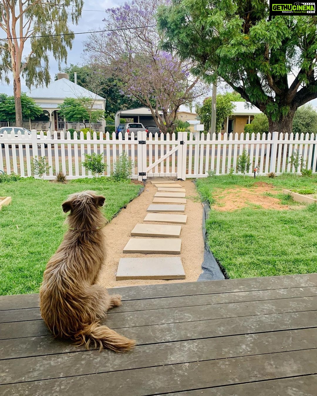 Evelyn Sharma Instagram - Every day at 5:30 pm sharp she sits here waiting for daddy to come home. 😫🥰 #coco #puppylove #mansbestfriend