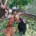 Evelyn Sharma Instagram – I’ve built a swing under the mulberry tree for my girls… 🐓👩🏻‍🌾😅 Cute or nerdy?