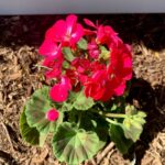 Evelyn Sharma Instagram – TBH I wasn’t a big fan of geraniums… until I met this beauty! 😍 the more flowers I add to my garden to more I realise that pink is going to be one predominant colour… 💖 who would have thought! 😜

#pinkflowers #geranium #horseshoegeranium #hotclimate #gardenbeauty