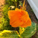 Evelyn Sharma Instagram - Hello beautiful 🤩 Did you know that this stunning canna originates in India and is also called “Bengal Tiger” 💚 she brings colour and a bit of India to my garden! #canna #bengaltiger #garden #India #gardening #desigardens #loveforgardening