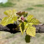 Evelyn Sharma Instagram - Say hello to our first grape! 🤩 🍇 I found this veryyy old vine in the back of the garden when we took down the shed and decided to give it a thorough trim this late winter. It’s already got beautiful new shoots and I can’t wait to taste it’s fruit soon! 🍷 😜