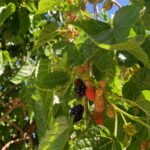 Evelyn Sharma Instagram – Is it #mulberryseason already? It’s crazy how this tree went from no leaves to ripe fruit in just a few weeks! 🤤 can’t wait for our first harvest!!