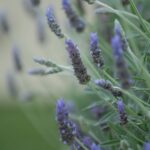 Evelyn Sharma Instagram - The lavender has started blooming in the garden! Spring is officially here in Australia... 🌞💚 I love picking the fragrant sprigs and bundle them around my home... 🤰🏻 #nesting #lavender #spring #gardening #loveforplants #pregnancy