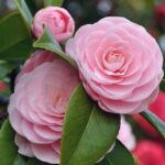 Evelyn Sharma Instagram – Latest obsession: #Camellia 😍 spring is just around the corner here in #Australia and as I’m planting a new season of veggies I’m also planting flowers around my garden to attract pollinators.. 🐝 #camellias have the most amazing flowers and I can’t wait to plant my first today! 💕

#gardening #gardenlove #gardeninglife #evelynsharma #desigarden #australia #springplanting