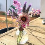 Evelyn Sharma Instagram - First flowers from the garden 🥰🌸🌺 #spring #australia #loveforgardening #firstflowers #desigirl