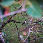 Fatima Sana Shaikh Instagram - You’ve got to squint hard to find this bird #birdsofinstagram #birdsphotography