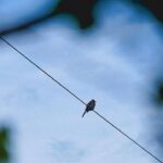 Fatima Sana Shaikh Instagram – Spotting some pretty birds
#ammaturephotographer #birdspotting🐦  #birdsofinstagram