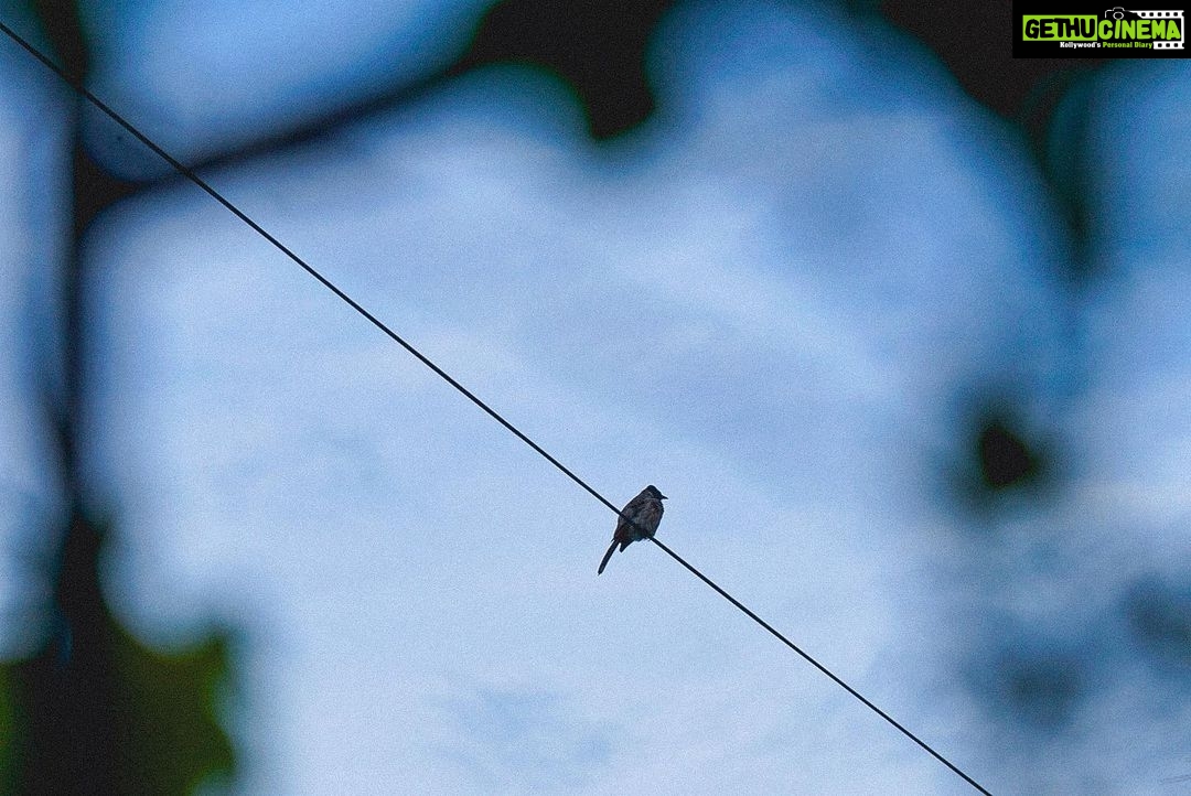 Fatima Sana Shaikh Instagram - Spotting some pretty birds #ammaturephotographer #birdspotting🐦 #birdsofinstagram