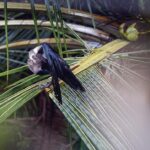 Fatima Sana Shaikh Instagram - Baarish ke mausam ka Aanand uthaate hue, humare kauwwa bhaiya. #ammaturephotographer #birdspotting🐦