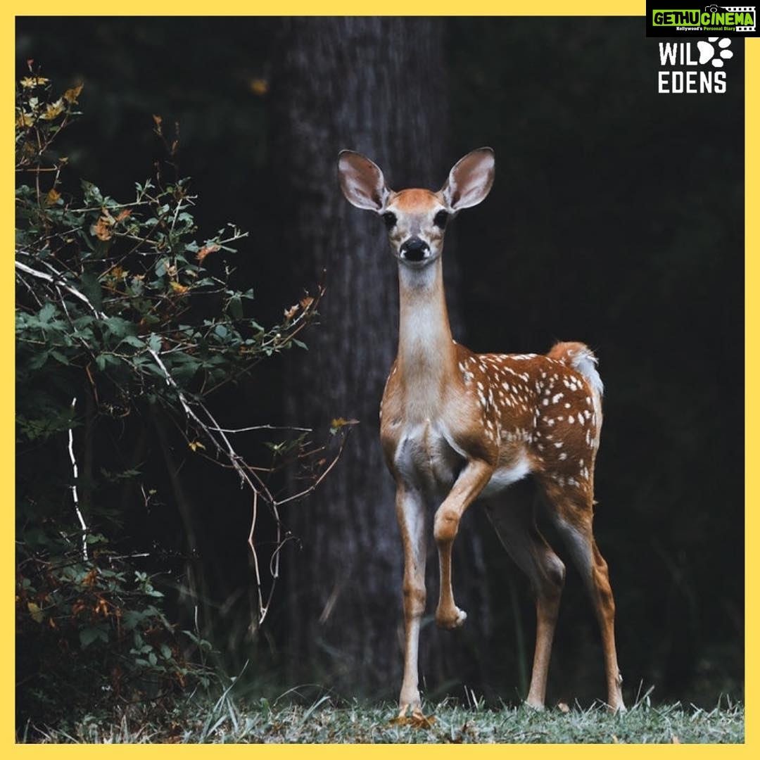 Freida Pinto Instagram - I’m very glad to announce that “Wild Edens: South Asia” is coming! Don’t miss the chance to see some of the most remote and beautiful wilderness of India and Bangladesh! On April 27, 2019, if you're in India, check out @natgeo for the first screening and don’t miss the full schedule on @wild_edens_project