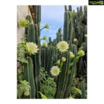 Gayathrie Instagram - Mullum malarum.. 🙃 . . . . #theni #cactus #cereus #locationdiaries