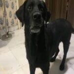 Huma Qureshi Instagram – Streak agar bol sakta toh uske mann ki awaaz shayad kuch aisi hoti … 🤣🤣🤣🤣 #streak #doglife #puppypower 🐶 #indiafightscorona #day5 #21daylockdown #india #thingswedotomakeusmile #ifdogscouldtalk 🤪