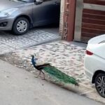 Huma Qureshi Instagram – A peacock (our national bird) is seen strolling in the lanes of Greater Kailash I, New Delhi .. a neighbour sent it to my mom who sent it to me .. I guess when Humans are in lockdown then God’s beautiful creatures can walk around freely .. When did we get so greedy and totally forgot that we were always meant to share this planet with all of other God’s creatures #thoughts #nature #peacock #beautiful #humans #21daylockdown #day3