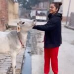 Isha Koppikar Instagram - How cute is this calf. Met her on my way to the shoot today. It’s an absolutely amazing feeling of shooting in a village. #shooting #earlymorning #sundayshoot #villagelife #village #morningvibes #trendingreels #reelsinstagram #reelsvideo #incredibleindia #india