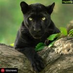 Kareena Kapoor Instagram - Welcome to the jungle by @shaazjung... Absolutely brilliant stuff ❤️❤️👍🏻👍🏻 #Repost @bbcnews . . . These stunning pictures of a black panther are the result of years of hard work for wildlife filmmaker and photographer Shaaz Jung (@shaazjung). He spent “ten hours a day, everyday for three years” tracking it in the dense forests of South India. Shaaz says the young melanistic leopard was first spotted in 2015 as it began to establish his terrority giving him “a once in a lifetime opportunity to document and understand one of the world's most elusive big cats.” He adds “everyday was a journey into the unknown as we attempted to unravel the secrets of the enigmatic black panther… We documented him hunting, fighting, courting and surviving... It's been an incredible journey.” (📸 Shaaz Jung) #blackpanther #bigcats #wildlifephotography #nature #bbcnews