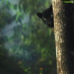 Kareena Kapoor Instagram - Welcome to the jungle by @shaazjung... Absolutely brilliant stuff ❤️❤️👍🏻👍🏻 #Repost @bbcnews . . . These stunning pictures of a black panther are the result of years of hard work for wildlife filmmaker and photographer Shaaz Jung (@shaazjung). He spent “ten hours a day, everyday for three years” tracking it in the dense forests of South India. Shaaz says the young melanistic leopard was first spotted in 2015 as it began to establish his terrority giving him “a once in a lifetime opportunity to document and understand one of the world's most elusive big cats.” He adds “everyday was a journey into the unknown as we attempted to unravel the secrets of the enigmatic black panther… We documented him hunting, fighting, courting and surviving... It's been an incredible journey.” (📸 Shaaz Jung) #blackpanther #bigcats #wildlifephotography #nature #bbcnews