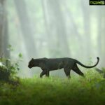 Kareena Kapoor Instagram - Welcome to the jungle by @shaazjung... Absolutely brilliant stuff ❤️❤️👍🏻👍🏻 #Repost @bbcnews . . . These stunning pictures of a black panther are the result of years of hard work for wildlife filmmaker and photographer Shaaz Jung (@shaazjung). He spent “ten hours a day, everyday for three years” tracking it in the dense forests of South India. Shaaz says the young melanistic leopard was first spotted in 2015 as it began to establish his terrority giving him “a once in a lifetime opportunity to document and understand one of the world's most elusive big cats.” He adds “everyday was a journey into the unknown as we attempted to unravel the secrets of the enigmatic black panther… We documented him hunting, fighting, courting and surviving... It's been an incredible journey.” (📸 Shaaz Jung) #blackpanther #bigcats #wildlifephotography #nature #bbcnews