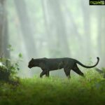 Kareena Kapoor Instagram – Welcome to the jungle by @shaazjung… Absolutely brilliant stuff ❤️❤️👍🏻👍🏻

#Repost @bbcnews
. . .

These stunning pictures of a black panther are the result of years of hard work for wildlife filmmaker and photographer Shaaz Jung (@shaazjung). He spent “ten hours a day, everyday for three years” tracking it in the dense forests of South India. Shaaz says the young melanistic leopard was first spotted in 2015 as it began to establish his terrority giving him “a once in a lifetime opportunity to document and understand one of the world’s most elusive big cats.” He adds “everyday was a journey into the unknown as we attempted to unravel the secrets of the enigmatic black panther… We documented him hunting, fighting, courting and surviving… It’s been an incredible journey.”

(📸 Shaaz Jung)

#blackpanther #bigcats #wildlifephotography #nature #bbcnews