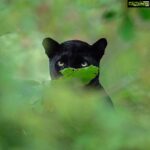 Kareena Kapoor Instagram - Welcome to the jungle by @shaazjung... Absolutely brilliant stuff ❤️❤️👍🏻👍🏻 #Repost @bbcnews . . . These stunning pictures of a black panther are the result of years of hard work for wildlife filmmaker and photographer Shaaz Jung (@shaazjung). He spent “ten hours a day, everyday for three years” tracking it in the dense forests of South India. Shaaz says the young melanistic leopard was first spotted in 2015 as it began to establish his terrority giving him “a once in a lifetime opportunity to document and understand one of the world's most elusive big cats.” He adds “everyday was a journey into the unknown as we attempted to unravel the secrets of the enigmatic black panther… We documented him hunting, fighting, courting and surviving... It's been an incredible journey.” (📸 Shaaz Jung) #blackpanther #bigcats #wildlifephotography #nature #bbcnews