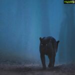 Kareena Kapoor Instagram – Welcome to the jungle by @shaazjung… Absolutely brilliant stuff ❤️❤️👍🏻👍🏻

#Repost @bbcnews
. . .

These stunning pictures of a black panther are the result of years of hard work for wildlife filmmaker and photographer Shaaz Jung (@shaazjung). He spent “ten hours a day, everyday for three years” tracking it in the dense forests of South India. Shaaz says the young melanistic leopard was first spotted in 2015 as it began to establish his terrority giving him “a once in a lifetime opportunity to document and understand one of the world’s most elusive big cats.” He adds “everyday was a journey into the unknown as we attempted to unravel the secrets of the enigmatic black panther… We documented him hunting, fighting, courting and surviving… It’s been an incredible journey.”

(📸 Shaaz Jung)

#blackpanther #bigcats #wildlifephotography #nature #bbcnews