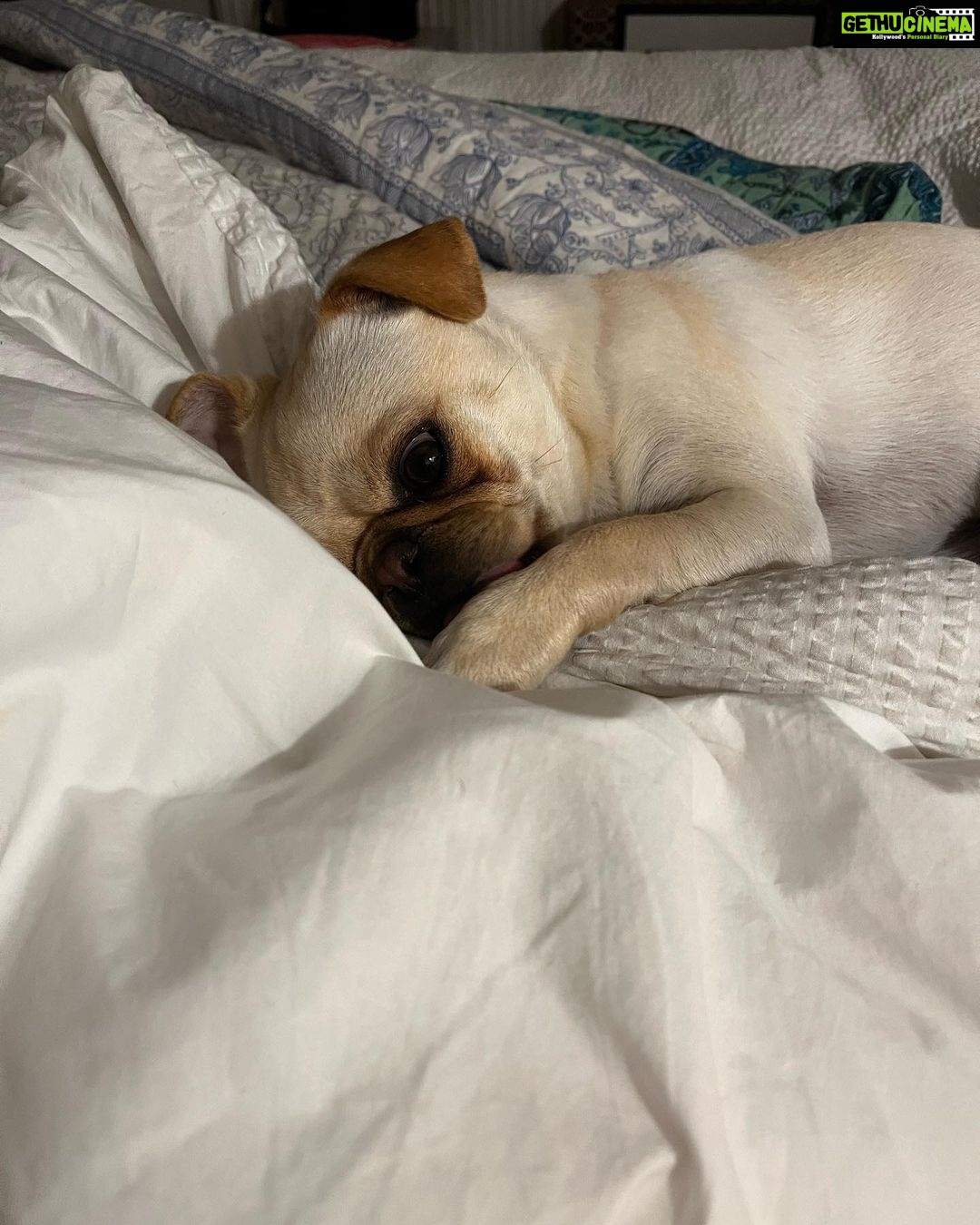 Karishma Kotak Instagram - Cause baby it’s cold outside and I don’t want to wake up at 6am mum!!!!!! #mydog #mylove #Duke ❤️