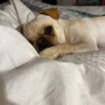 Karishma Kotak Instagram - Cause baby it’s cold outside and I don’t want to wake up at 6am mum!!!!!! #mydog #mylove #Duke ❤️