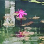 Kashish Singh Instagram – “Just like the lotus we too have the ability to rise from the mud, bloom out of the darkness and radiate into the world.” #lotus #lotuspond #yolo #makeawish #cyclonetauktae #bellavitakashish 💫💫