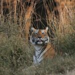 Kiara Advani Instagram - 2🐯22