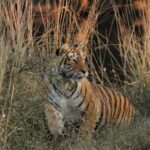 Kiara Advani Instagram - 2🐯22