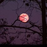 Komal Jha Instagram - " PINK STRAWBERRY MOON " He watched the Moon And, she watched Him ... Like a wolf, told me the kids The kids so innocent & pure They repeated Komal Didi we are "Sure" ! I had my doubts, but does love have a "cure" ? Let's forget this question as we are all "mature " : ) I have four eyes, Two are behind my skull I turned to not see, But know his eyes went dull. Full Moon revealed what was concealed. Tables turned , And the deal was sealed. No stress, no shock, no pain, no agony was felt. The Pink Moon had the drama dealt : ) Before a blink of my eyes, Scorpio ran to exit ...... The eyes behind my skull capturing it was LEGIT :) Did she come to him ? Did he come to her ? Ah~no~more~drama, Let's do this later ! Right now the gratitude to Pink Moon is immense ! My heart is feather light , NOT tense :) Why did he run away Komal Didi, asked me the kids. Is he scared of the wolf ? - Said one No, Idiot ! He is scared of Komal Didi. - said a different one !! :) I stood there in silence and watched The Pink Moon. Part 2 of this poem is , " Coming Soon " ! :) - Komal Jha 26th June 2021 12 : 31 am ✍