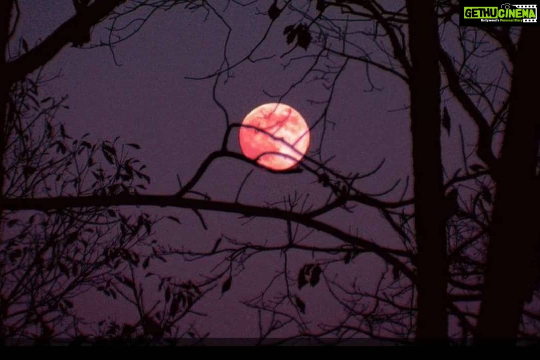Komal Jha Instagram - " PINK STRAWBERRY MOON " He watched the Moon And, she watched Him ... Like a wolf, told me the kids The kids so innocent & pure They repeated Komal Didi we are "Sure" ! I had my doubts, but does love have a "cure" ? Let's forget this question as we are all "mature " : ) I have four eyes, Two are behind my skull I turned to not see, But know his eyes went dull. Full Moon revealed what was concealed. Tables turned , And the deal was sealed. No stress, no shock, no pain, no agony was felt. The Pink Moon had the drama dealt : ) Before a blink of my eyes, Scorpio ran to exit ...... The eyes behind my skull capturing it was LEGIT :) Did she come to him ? Did he come to her ? Ah~no~more~drama, Let's do this later ! Right now the gratitude to Pink Moon is immense ! My heart is feather light , NOT tense :) Why did he run away Komal Didi, asked me the kids. Is he scared of the wolf ? - Said one No, Idiot ! He is scared of Komal Didi. - said a different one !! :) I stood there in silence and watched The Pink Moon. Part 2 of this poem is , " Coming Soon " ! :) - Komal Jha 26th June 2021 12 : 31 am ✍