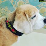 Kratika Sengar Instagram – Thankyou @minarkatarnaware & @bowwow_pet_accessories for this very cool leather collar a perfect blend of durability, functionality, and aesthetics.
And the  yummy treats. Donuts Diwali is made ❤️