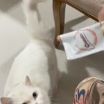 Madhavi Latha Instagram - #eating #cat #catlovers