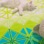 Madhavi Latha Instagram – #catlovers