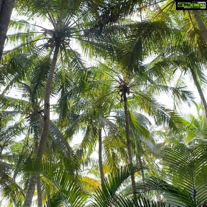 Mallika Sherawat Instagram - Missing the ocean the sunshine & the palm trees...take me back to that wonderful place again π΄πβοΈ . . . . . . . . . . . . . . . . . . . . #goodenergy #itsavibe #raiseyourvibration #healingfoods #fruitsandveggies #greenjuice #juicelife #nourishyourbody #nutritiousanddelicious #drinkclean #juiceoftheday #veganfood #healthyfood #veganworld #planetearth #naturegram #naturebeauty #paradise #tropical #wildnature #getoutside #wildplanet #junglevibes #relaxing #lifeisbeautiful #peaceful #tranquility #rechargeyoursoul #quietplace #naturephoto