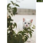 Manjima Mohan Instagram – Cat-titude 🐾

#lokithegodofmischief