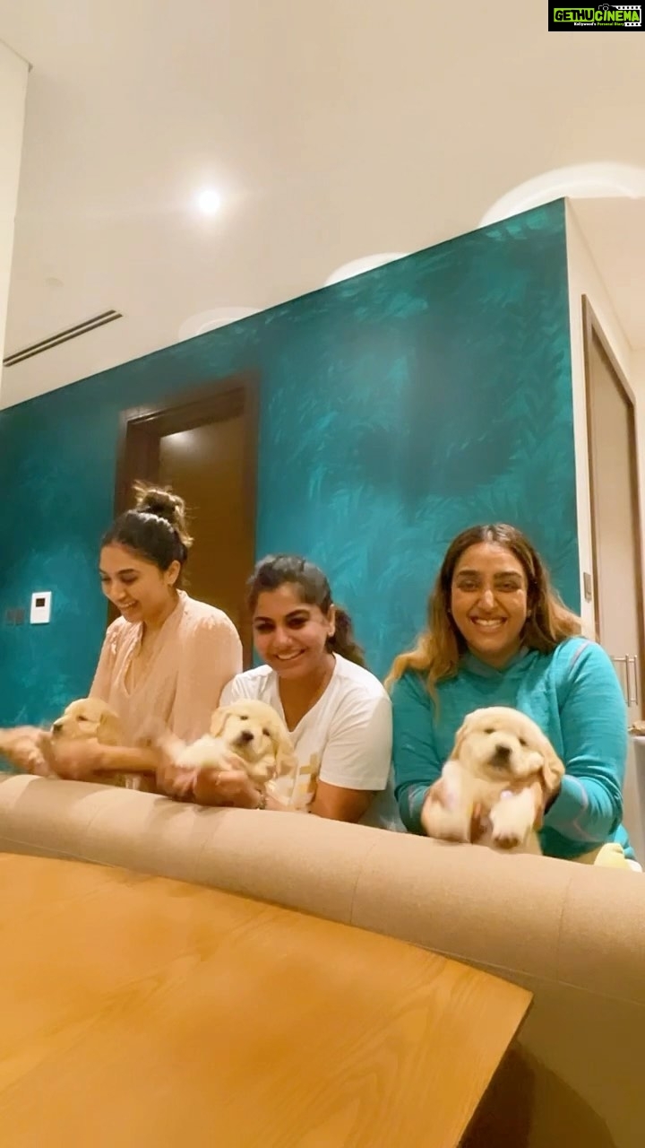 Meera Nandan Instagram - Yes we did it @ash.abhay @vibewithvp ๐ถ ๐ถ ๐ถ . #newreel #bellaspuppies #mummaismissed #love #suchcuties #puppies #puppiesofinstagram #goldenretriever #goldenretrieverpuppy #dancing #reels #reelsinstagram #fun
