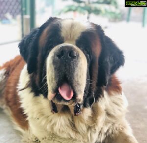 Meghana Raj Instagram - Lost too many. He doesnt need an introduction…. BRUNO! my best best friend breathed his last today… I wanted JrC to play with him and ride on his back… bruno hates children in general… but somehow he was very gentle with Jr C.. he knew his master i guess …. This house is not the same without him… everyone who has come home have always asked us, Bruno yelli? ❤️ we will miss him terribly! Im sure ur with Chiru and troubling him as always! #ripbabybruno