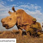 Mehreen Pizada Instagram - #Repost @anushkasharma (@get_repost) ・・・ RIP Sudan. Your species survived a million years & could have survived a lot more had we been more careful. The last African white male rhino passes away and just like that - the species is extinct. What. Are. We. Doing? #WeDidThis #SudansLegacy