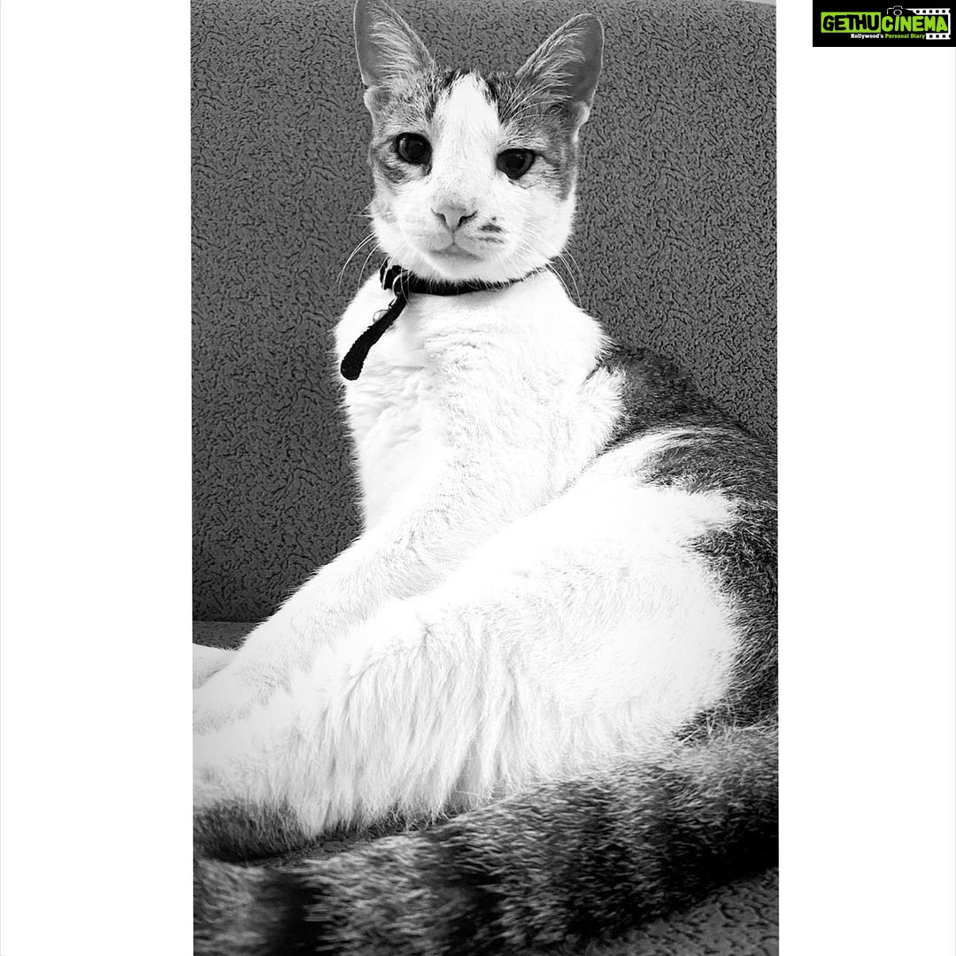 Mrunal Thakur Instagram - “Perhaps one reason we are fascinated by cats is because such a small animal can contain so much independence, dignity, and freedom of spirit. The cat’s personality is never bet on a human’s. He demands acceptance on his own terms.” – Lloyd Alexander #purelove #catsofinstagram