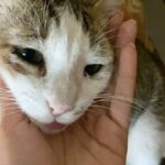 Mrunal Thakur Instagram - 😜😜😜 #catsofinstagram #billothebilli #animals #love #joy #crazy #crazycatlady
