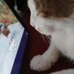 Mrunal Thakur Instagram – Meri billi , billoo !
.
.
.

#catsofinstagram #cats_of_instagram