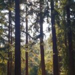 Mrunal Thakur Instagram – Nature lover .
.
.
#redwoods #usa #travel #nature #aroundtheworld #peace #beautiful #santabarbara #serene #pureair #travelphotography #naturelover #unitedstates #botanicalgardens