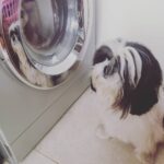 Nazriya Nazim Instagram - He is really worried about his soft toys that has gone in the machine ...pls notice my pupper's worried look on the washing machine....#pupper #loveislove#slylooks