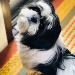Nazriya Nazim Instagram - Apple of my eye!!! 🐶❤️#mamasfruitsalad