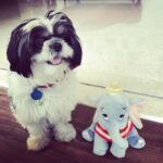 Nazriya Nazim Instagram - My teddy ... n his all time fav teddy ❤️🐶