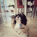 Nazriya Nazim Instagram - My little teddy ! 🐶😍❤️️