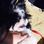 Nazriya Nazim Instagram - How my baby smiles when I hold his hands while he's asleep :)😍😍😍 #oreo#love#mommy#pet#son